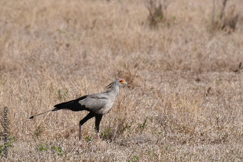 Secretarybird (Sagittarius serpentarius) foraging on the savannah in Kruger National Park