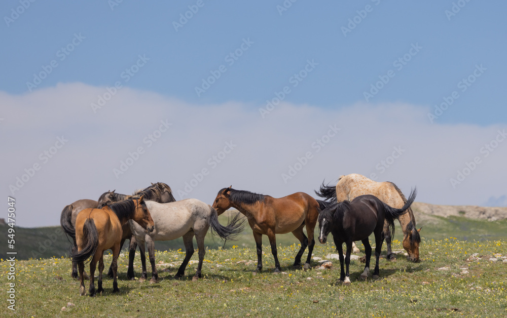 Wild Horses in the Pryor Mountains Montana in Summer Wild Horses in the Pryor Mountains Montana in Summer