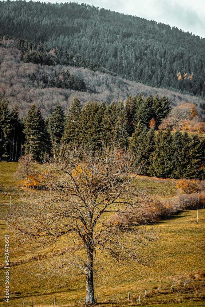 Fototapeta premium Parc du pilat en France à l'automne