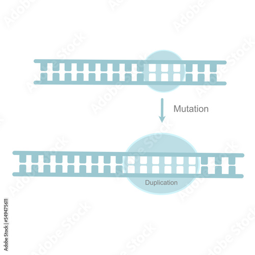 The genetic mutation type : Duplication