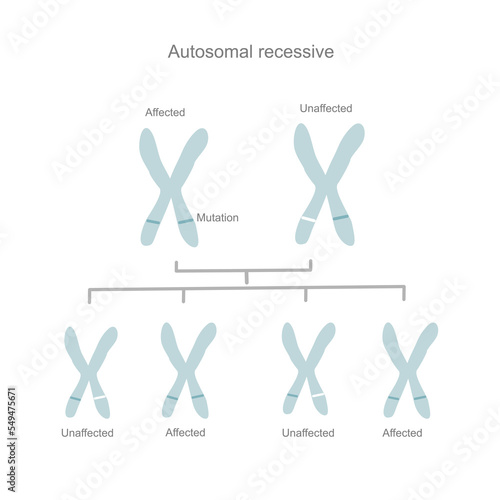 The autosomal recessive diagram or inheritance pattern that inheriting or carrying of the abnormal gene from parent to child