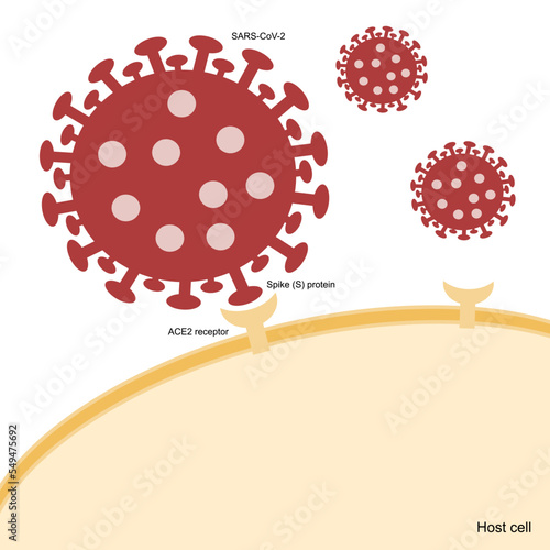 The SARS-CoV-2 or COVID-19: Spike protein (RBD) region specific binds to ACE2 receptor on the host cells that represents in infection pathway.
