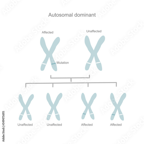 The inheritance pattern or pedigree of autosomal dominant inherits or carry the abnormal gene from the parent to child.