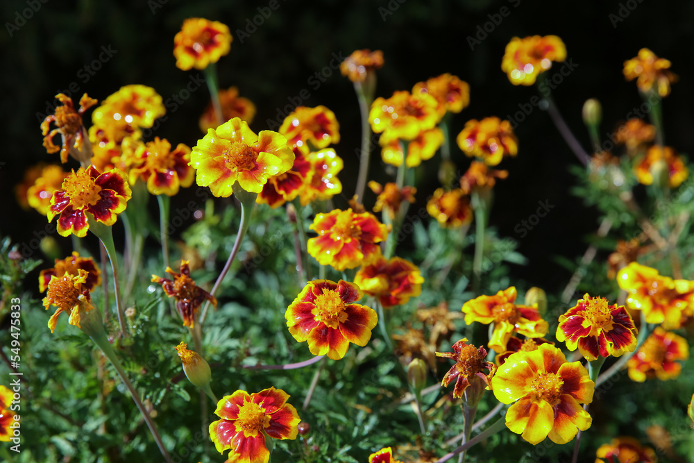 Obraz premium blurred floral background, wet marigold flowers ( Tagetes erecta) in the meadow after the rain