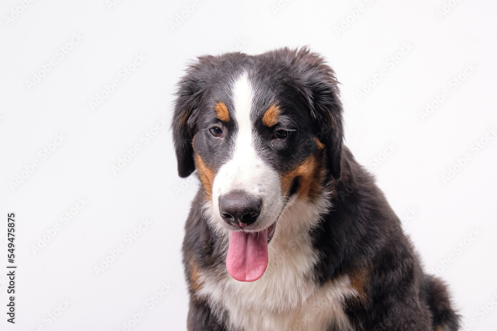 Portrait of a Bernese mountain dog puppy 5 months on a white background, isolate
