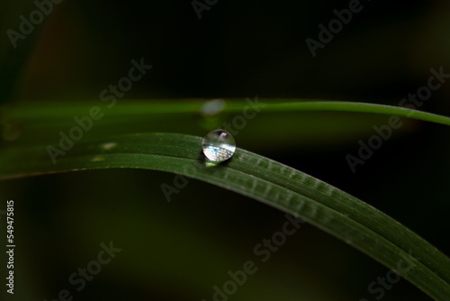 drop of dew on grass