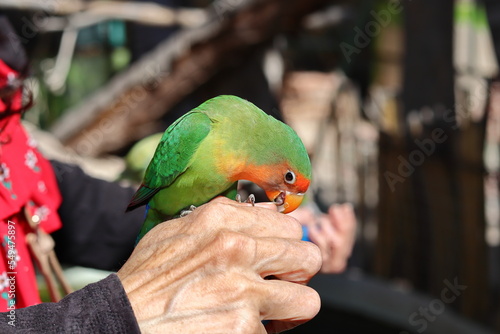 A lovebird sitting on a woman's hand and biting her finger