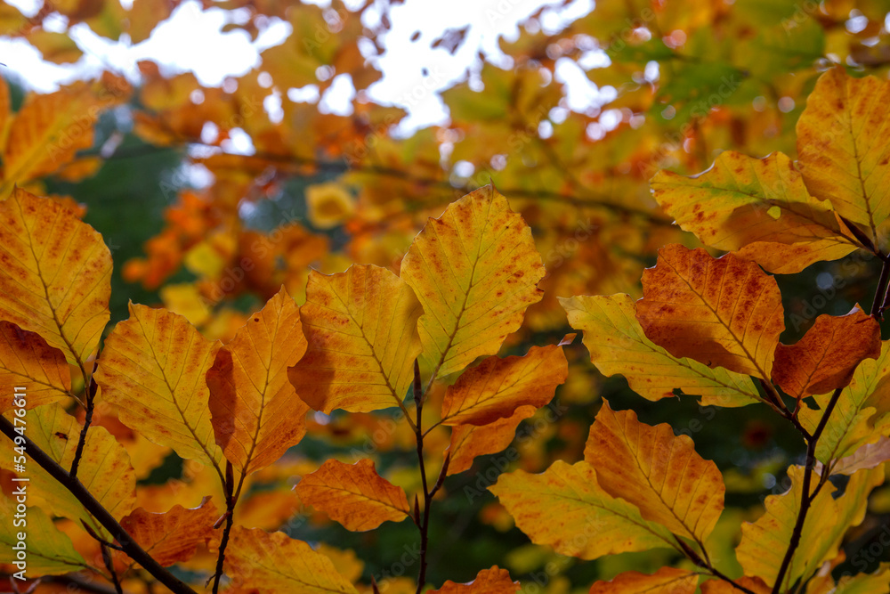 Fototapeta premium Beech trees autumnal foliage