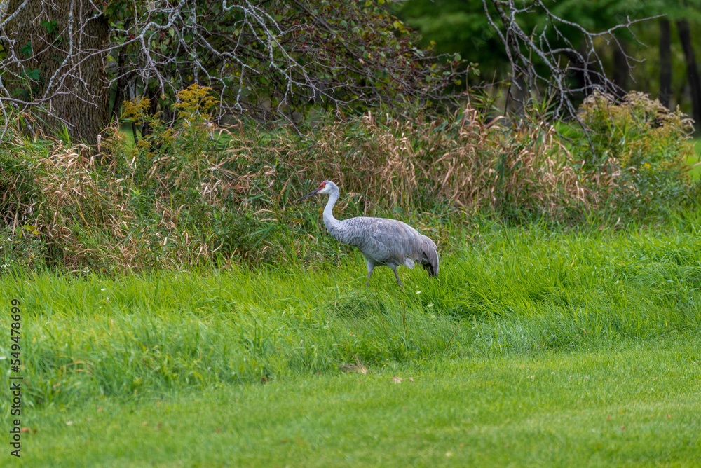 A Sandhill Crane Foraging For Food In Fall Migration A Sandhill Crane Foraging For Food In Fall Migration
