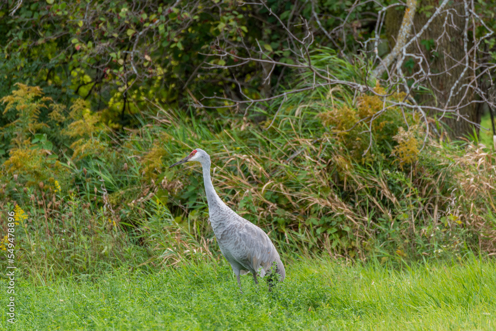 A Sandhill Crane Foraging For Food In Fall Migration A Sandhill Crane Foraging For Food In Fall Migration