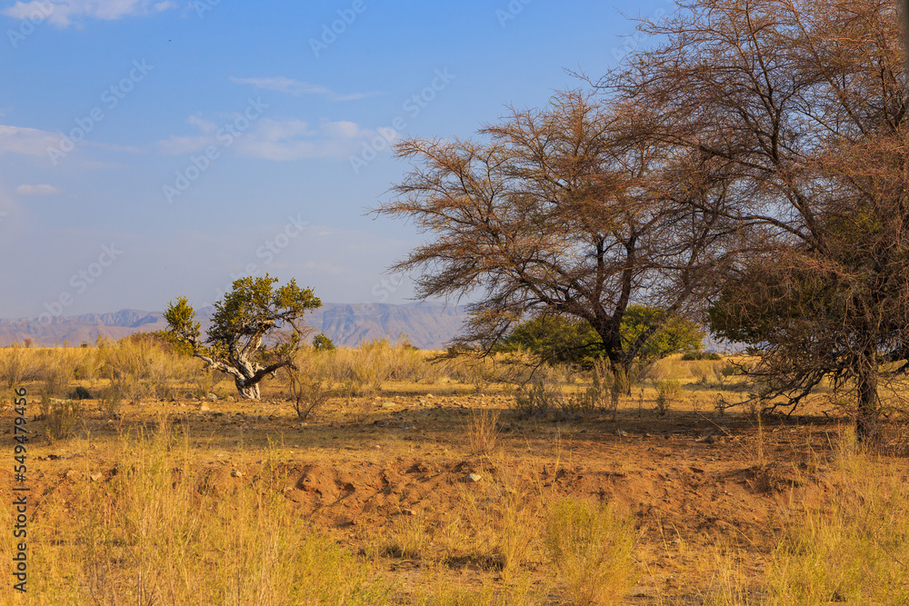 African savannah during a hot day. Solitaire, Namibia. African savannah during a hot day. Solitaire, Namibia.