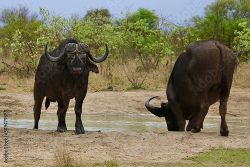 wildebeest in the water B  ffel am Wasserloch Kr  ger Nationalpark S  dafrika