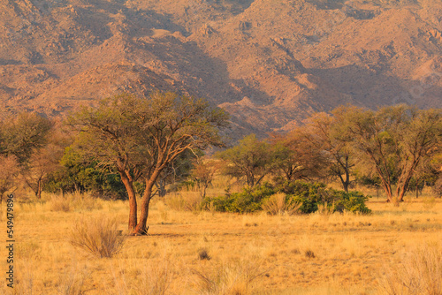 African savannah during a hot day. Solitaire, Namibia.