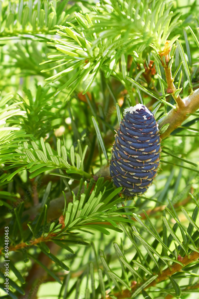 Young blue cone on a branch of Abies koreana or Korean fir in the garden. Young blue cone on a branch of Abies koreana or Korean fir in the garden.