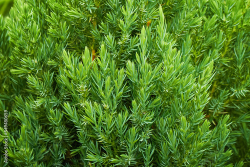 Young green shoots of juniper branches. Plant background.