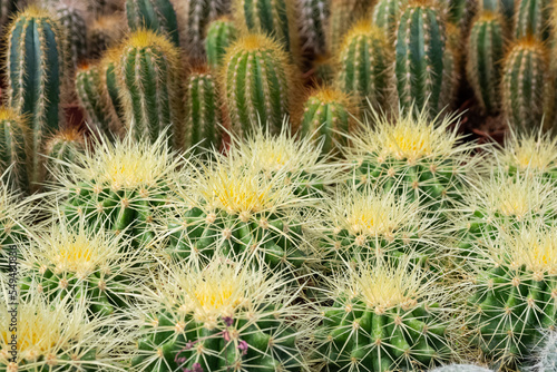 prickly ornamental plants and a variety of cactus photos