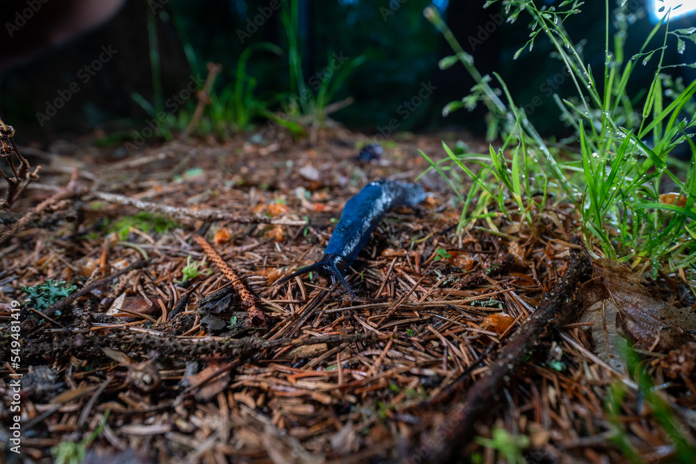 Bielzia coerulans, A bright blue snail crawls along the needles of a spruce. Selective focus. Ukrainian Carpathian mountains. Bielzia coerulans, A bright blue snail crawls along the needles of a spruce. Selective focus. Ukrainian Carpathian mountains.