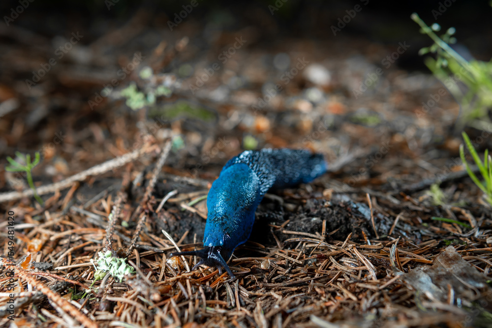 Bielzia coerulans, A bright blue snail crawls along the needles of a spruce. Selective focus. Ukrainian Carpathian mountains. Bielzia coerulans, A bright blue snail crawls along the needles of a spruce. Selective focus. Ukrainian Carpathian mountains.