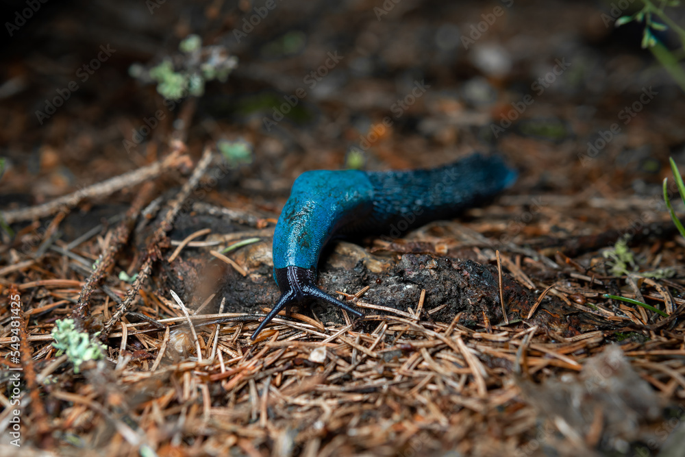 Bielzia coerulans, A bright blue snail crawls along the needles of a spruce. Selective focus. Ukrainian Carpathian mountains. Bielzia coerulans, A bright blue snail crawls along the needles of a spruce. Selective focus. Ukrainian Carpathian mountains.