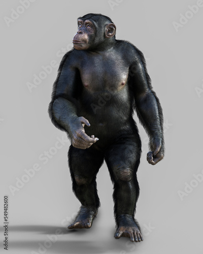 Chimpanzee monkey  illustration