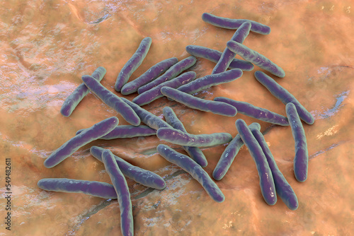 Bacteria Mycobacterium tuberculosis, the causative agent of tuberculosis photo