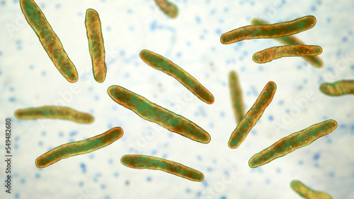 Bacteria Mycobacterium tuberculosis, the causative agent of tuberculosis