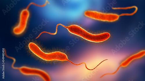 Vibrio mimicus bacteria photo