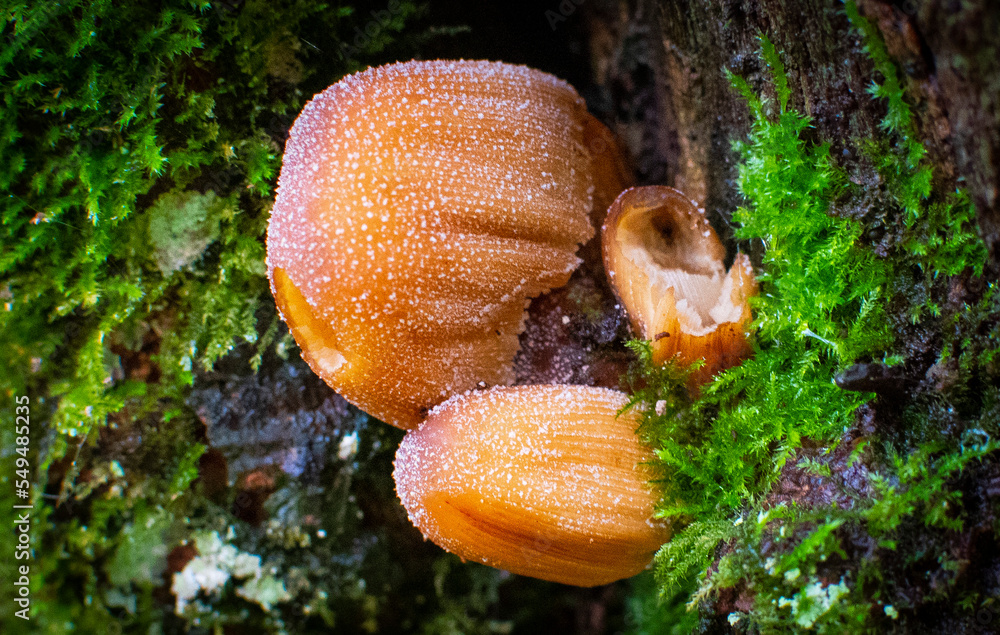 Fototapeta premium Mushrooms Growing in British Woodland