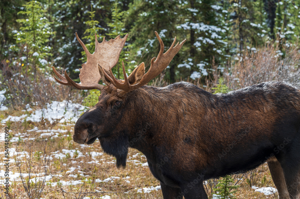 Emerald Lake panorama view in winter. Canadian Rockies, British Columbia, Canada.