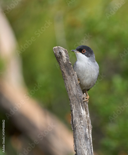 Curruca cabecinegra photo