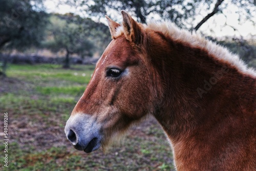 Retrato de caballo