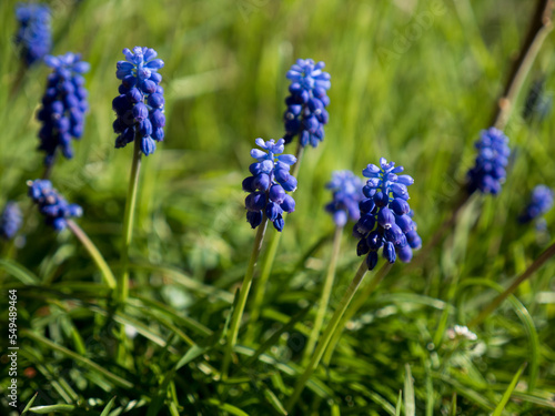 France - Muscari