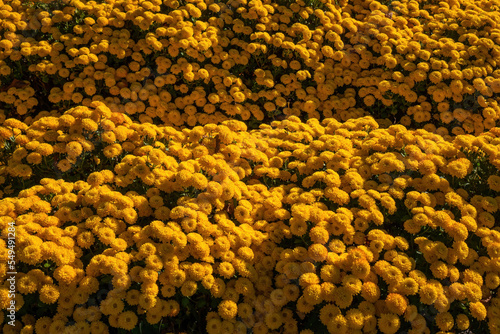 Yellow chrysanthemums in a flower bed on a sunny day. Flowers close-up