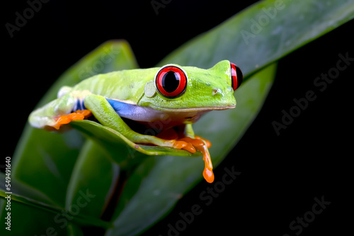 Red-eyed tree frogs on leaf
