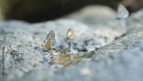 Whitethorn Butterflies Drinking Water from Stones Surface at Rainforest Waterfall High Quality 4K Macro Closeup Insects Wildlife Footage. photo