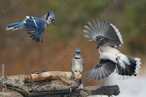 Blue Jays fighting over food in fall with forested background