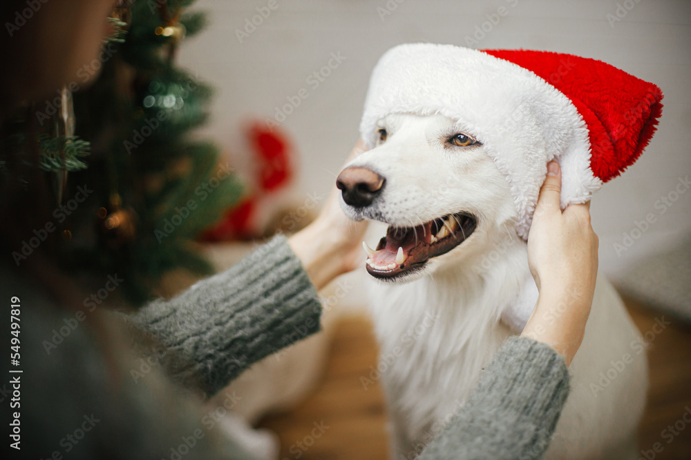 Φωτογραφία Happy woman putting santa hat on cute dog near stylish christmas tree