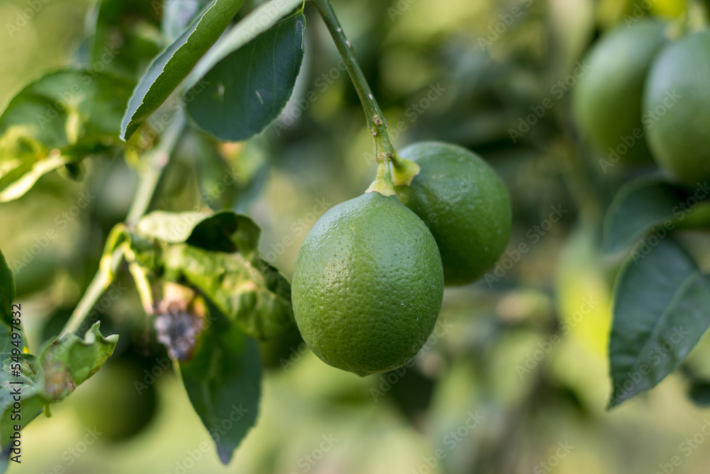 Green lemon on the tree blurred green background, an excellent source of vitamin C. blurred green lime on the tree.