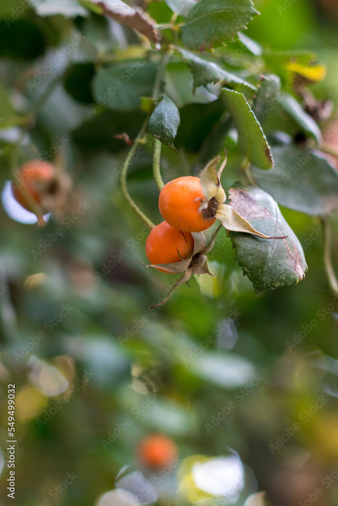 Orange rosehip berries on a branch. Orange ripe autumn berries in a natural environment. The season of autumn berries. A natural source of vitamin C.