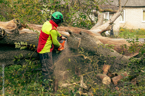 saws a fallen tree into pieces