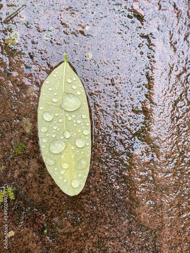 There are water drops on a green leaf lying on wet stone surface