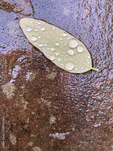 There are water drops on a green leaf lying on wet stone surface