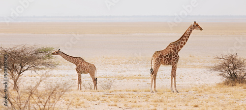 Mother giraffe with baby giraffe Etosha National Park. Namibia