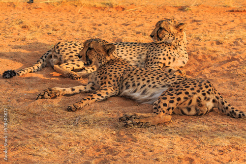 Cheetahs in the Namibian savannah, Solitaire, Namibia, South Africa.
