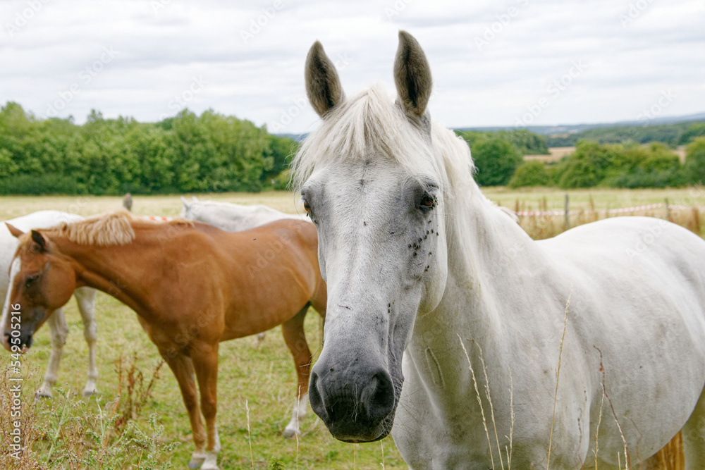 Obraz premium cheval