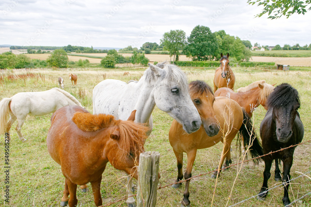 Fototapeta premium cheval