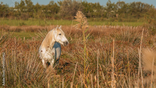 Cheval blanc de Camargue dans le sud de la France. Chevaux   lev  s en libert   au milieu des taureaux Camarguais dans les   tangs de Camargue. Dress  s pour   tre mont  s par des gardians. 