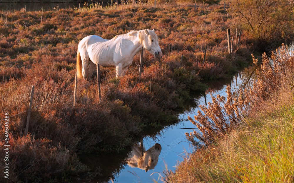 Livre CPM - En Camargue Avec Les Gardians - Chevaux Camarguais