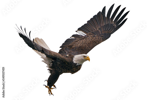 Fototapete Bald eagle isolated png