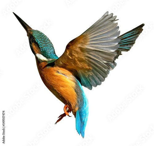 Fotografia, Obraz Flying kingfisher isolated png